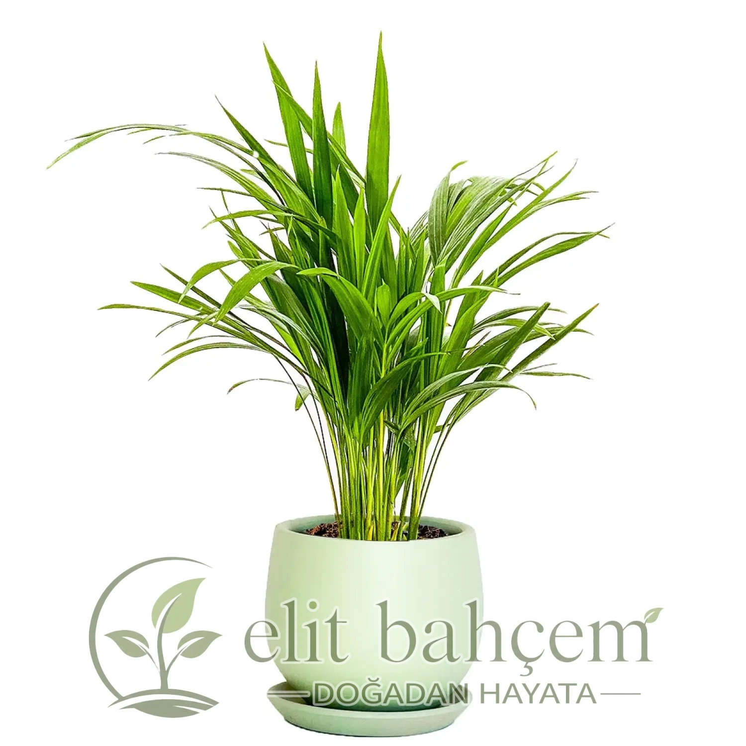 Areka Palmiyesi Mini (Dypsis Lutescens) Curvy