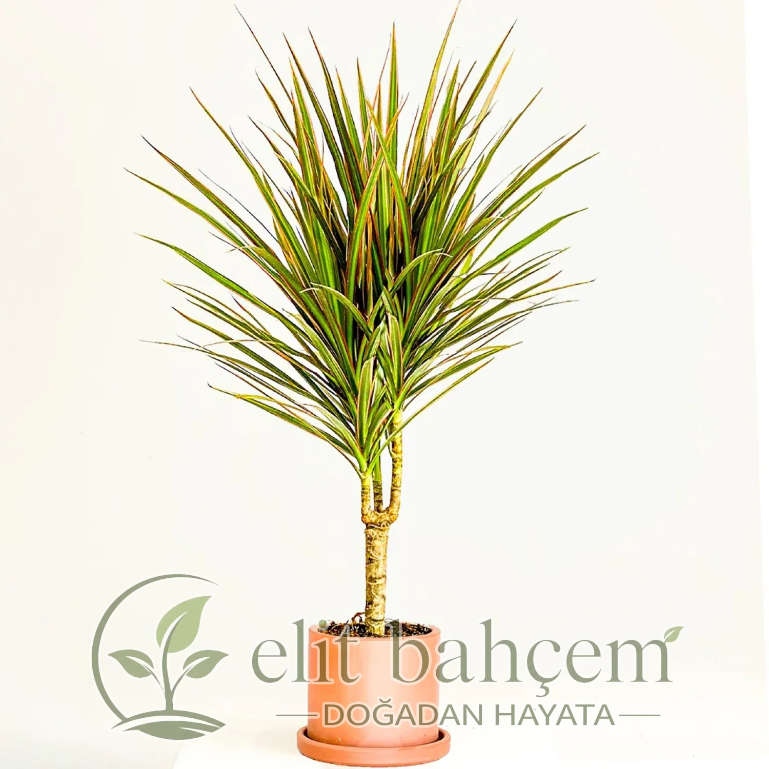 Dracaena Marginata Bicolor - Tek Gövdeli Ruby