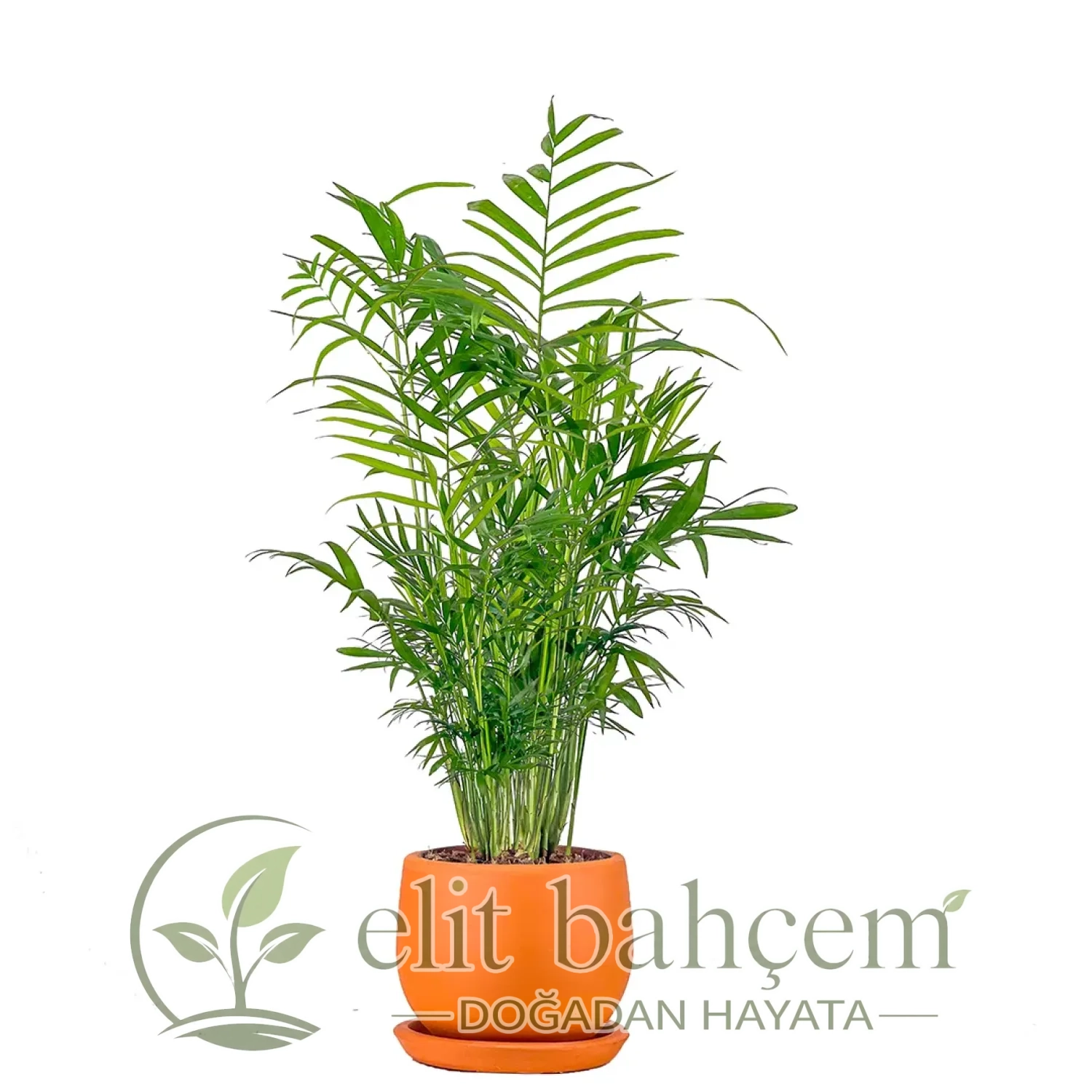 Dağ Palmiyesi (Chamaedorea Elegans) Curvy