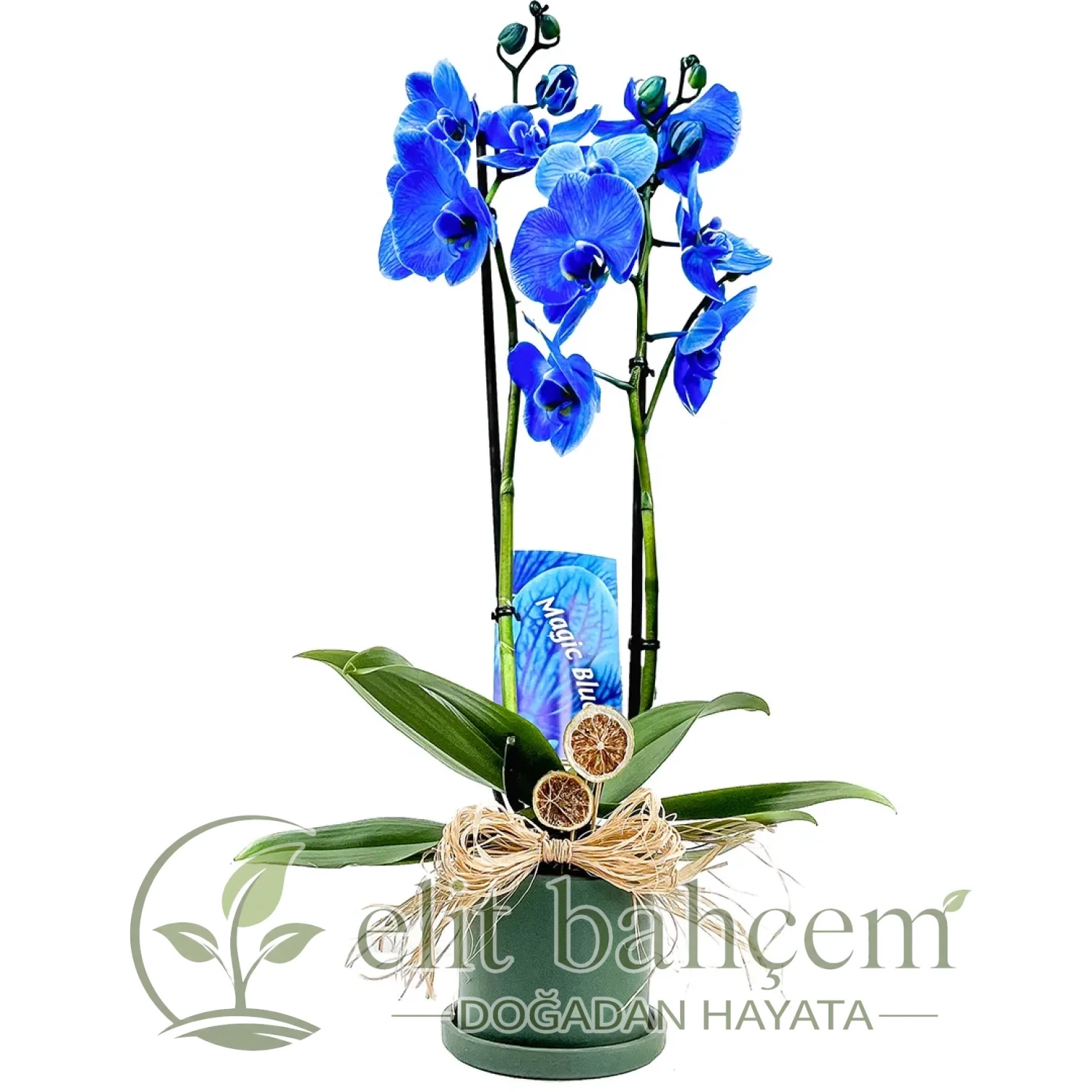 Mavi Orkide (Blue Orchid) Ruby