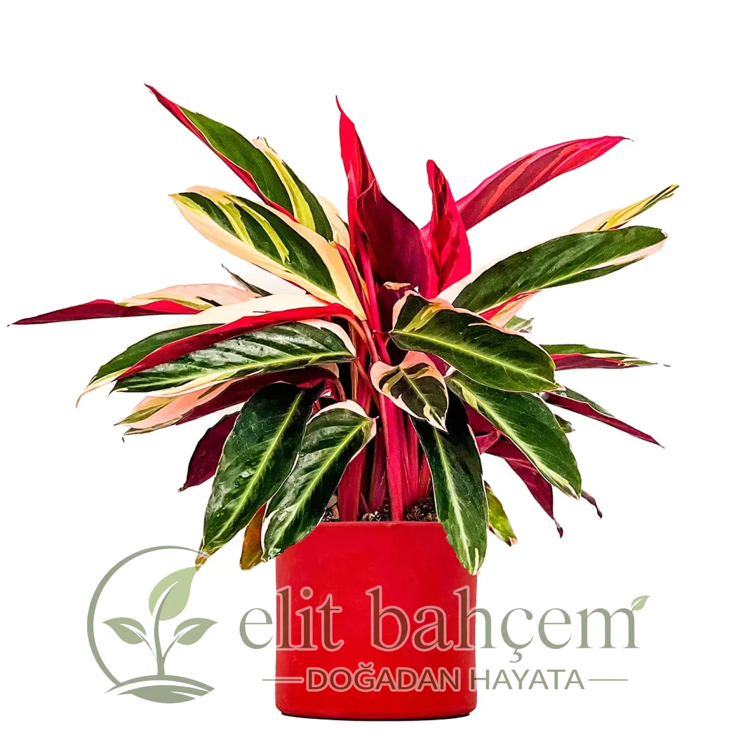 Kalatya (Calathea Triostar) Ruby