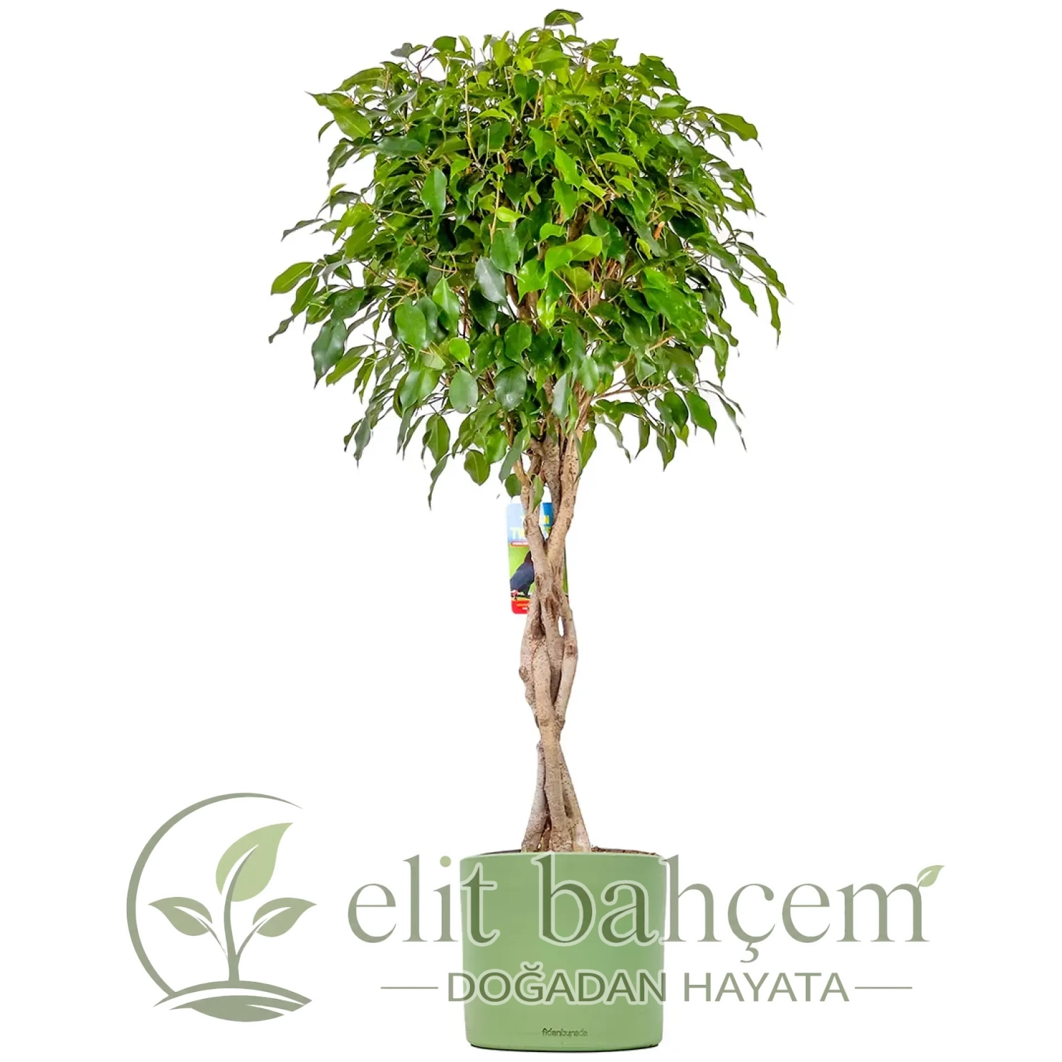 Örgülü Benjamin (Ficus Benjamina Danielle) Ruby