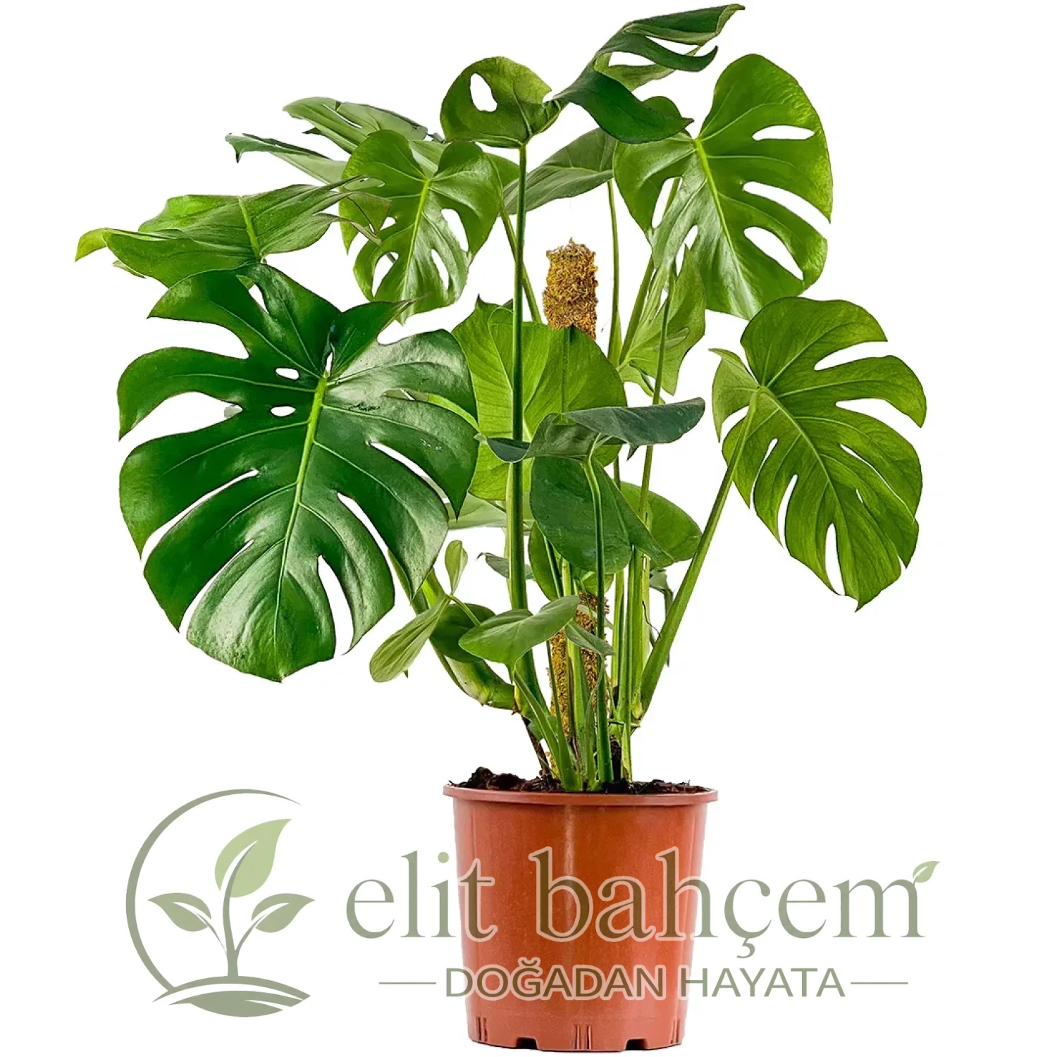 Deve Tabanı XL (Monstera Deliciosa)