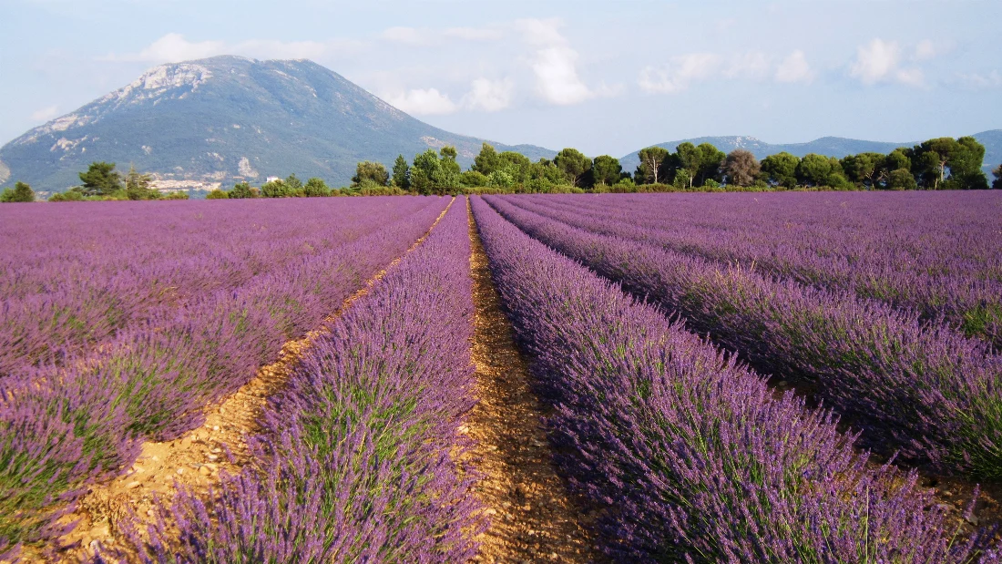 Aromatik Bitkiler