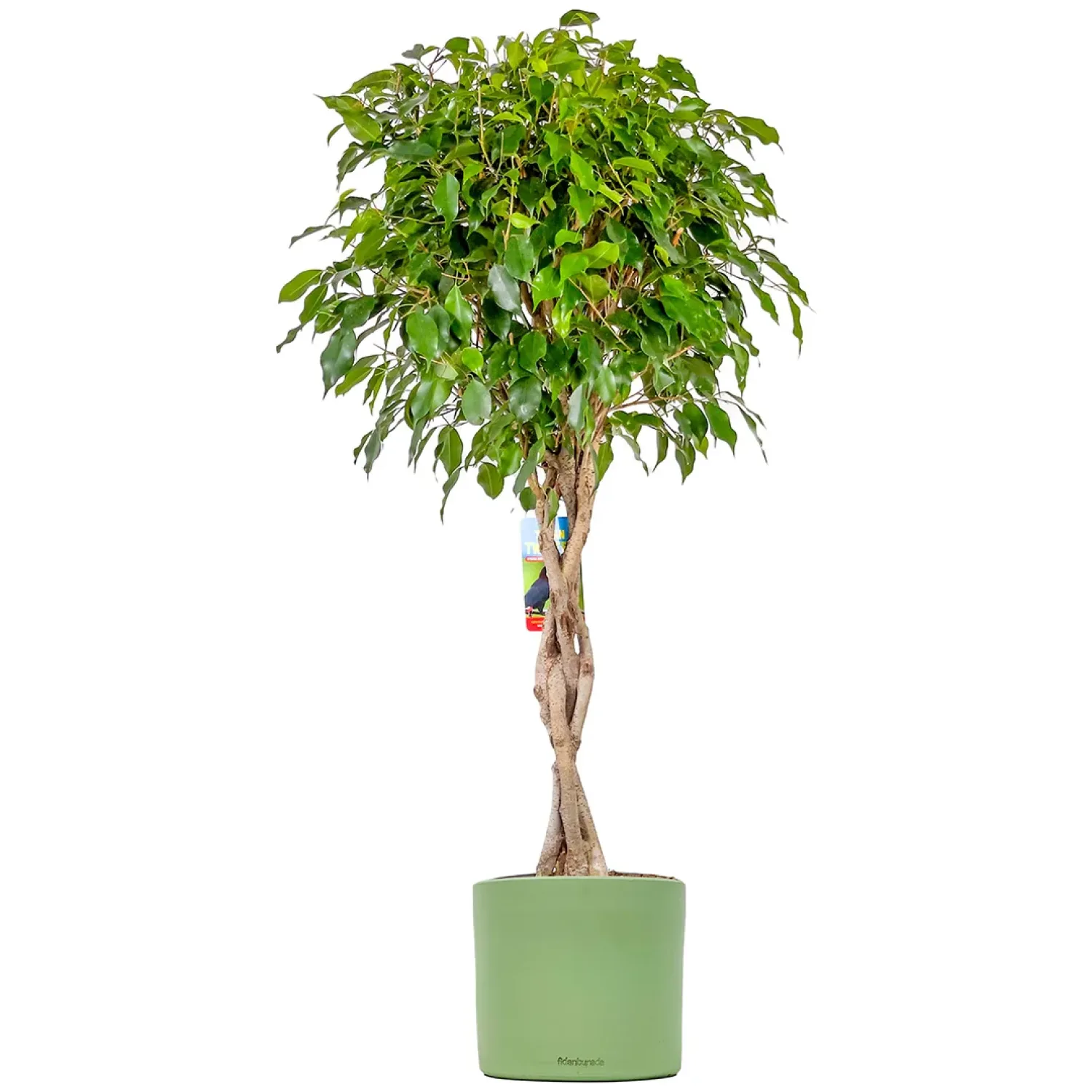 Örgülü Benjamin (Ficus Benjamina Danielle) Ruby