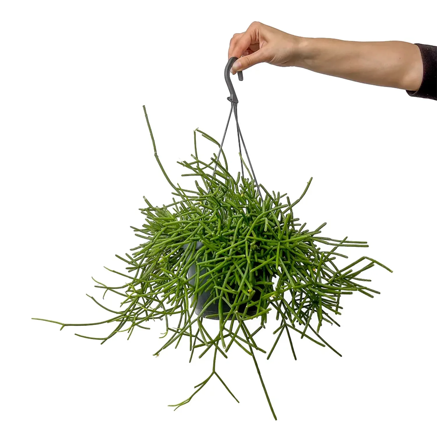 Kaktüs (Rhipsalis Cassutha) Askılı Saksılı