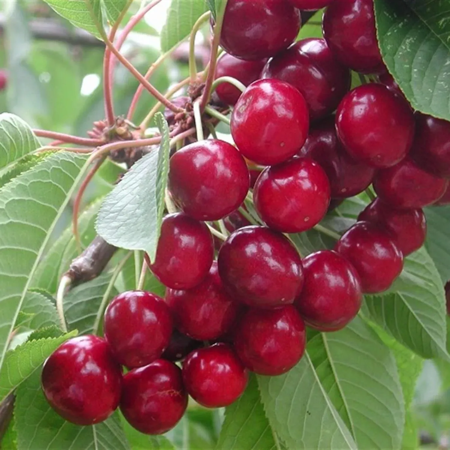 Prunus avium Sweet Heart Kiraz fidanı
