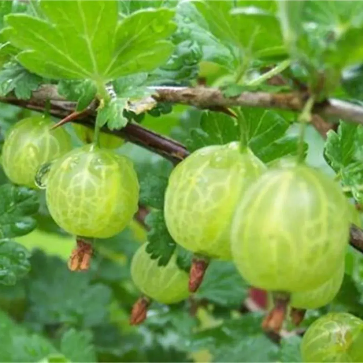 Ribes uva-crispa hinnonmaki Yeşil bektaşi üzümü fidanı