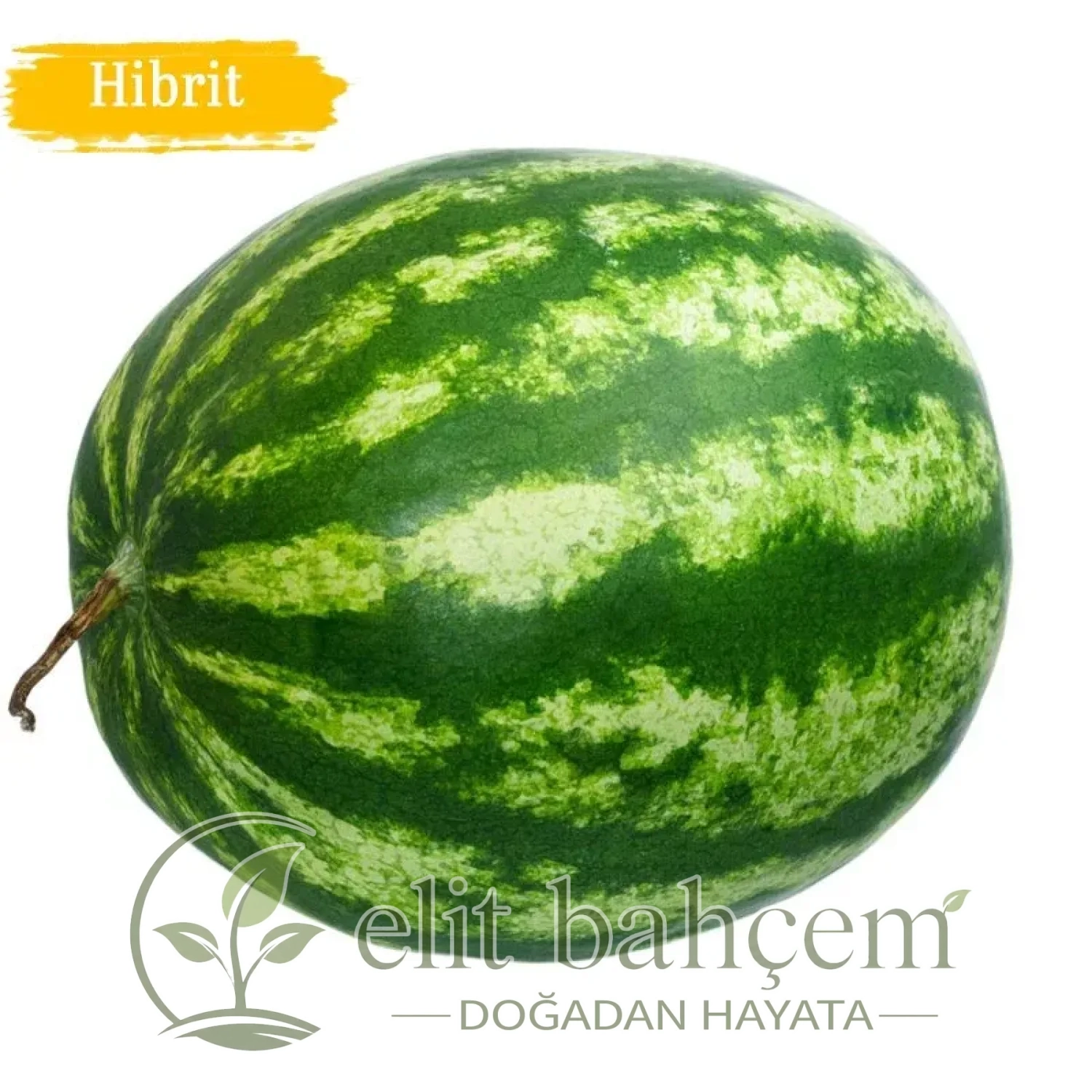 Hibrit Ala Karpuz Tohumu 25 Adet