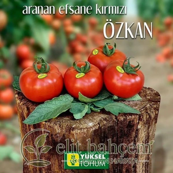 Özkan F1 Baharlık Güzlük Sırık Domates Tohumu 1000 Adet