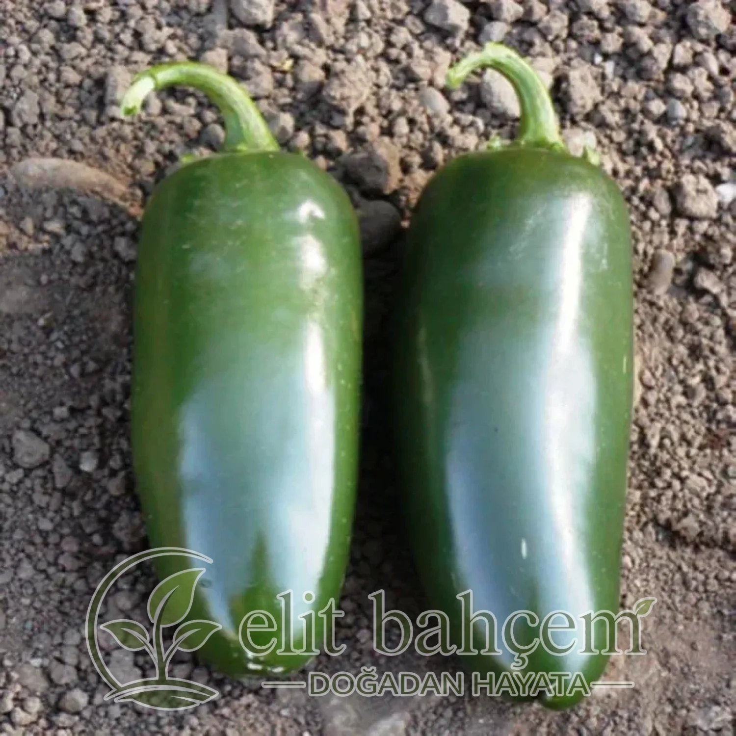 New Park F1 Jalapeno Biber Fidesi
