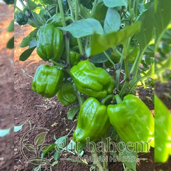 Zeymer F1 Acı Dolma Biber Tohumu