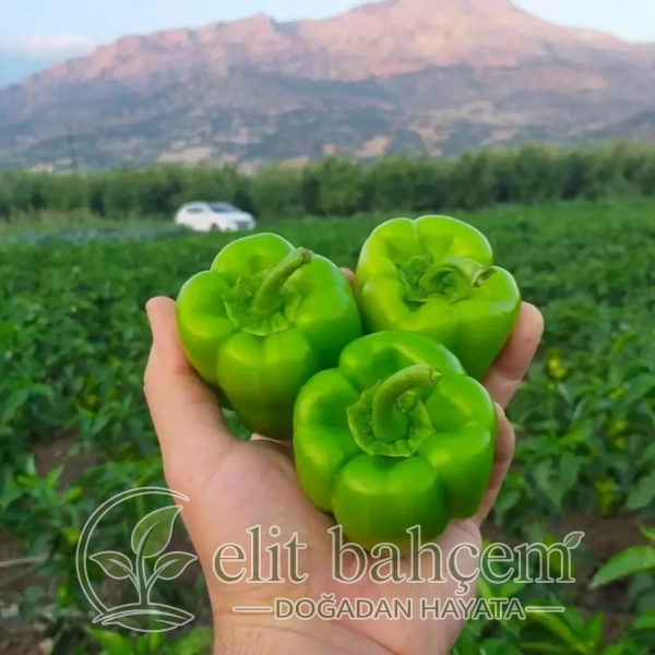 Karaduman F1 Dolma Biber Tohumu