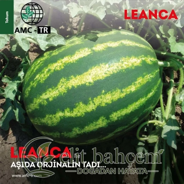 Leanca F1 Karpuz Tohumu 1000 Adet