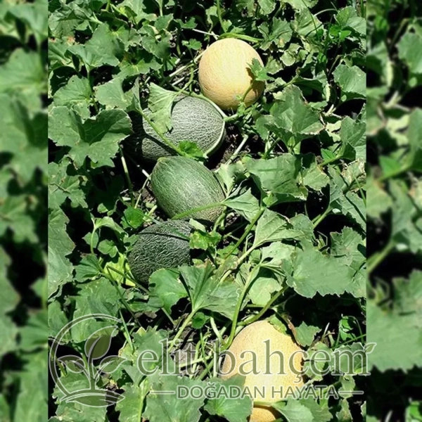 Merlin F1 (Ananas Tipi) Kavun Tohumu 1000 Adet