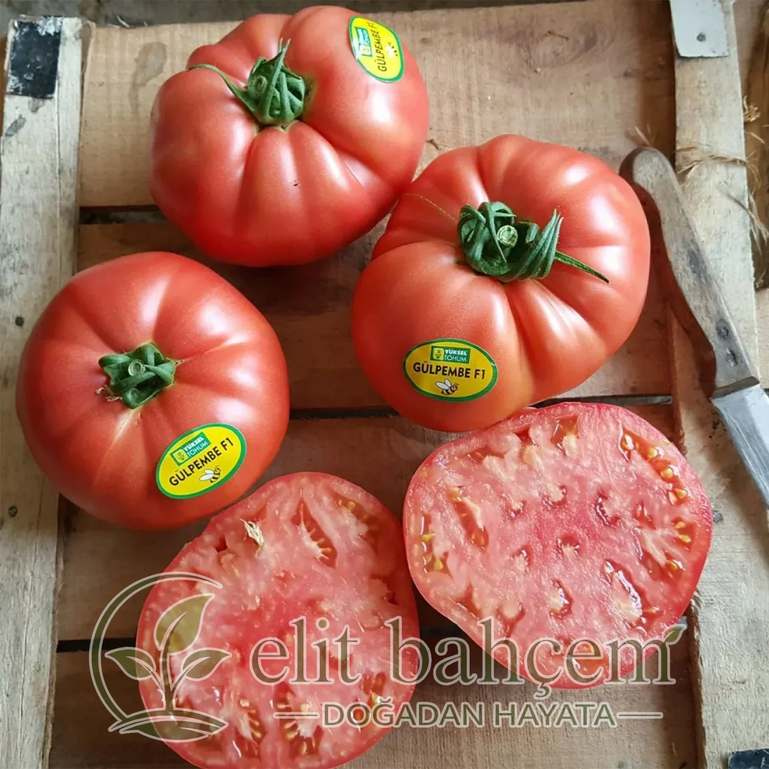 Gülpembe F1 Domates Tohumu 1000 Adet