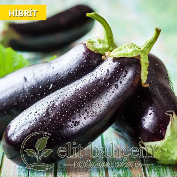 Hibrit Patlıcan Tohumu 25 Adet