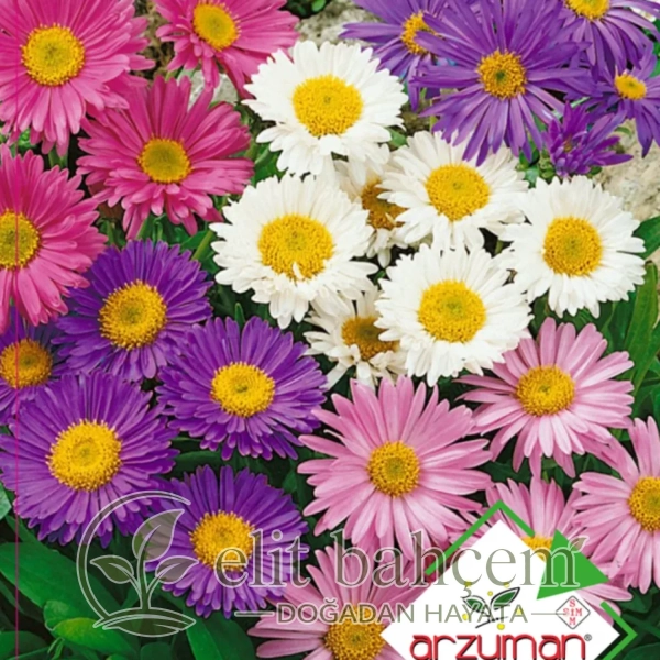 Aster Yıldızpatı Çiçeği Tohumu 50 Adet