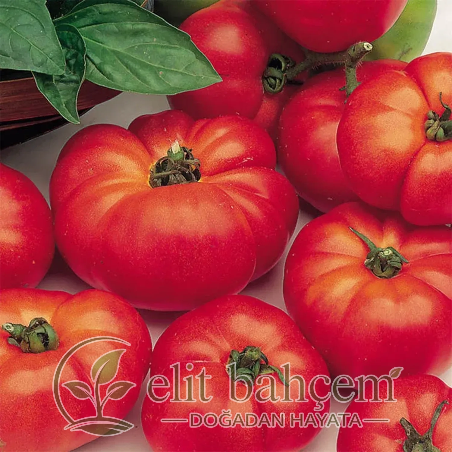 Marmande Domates Tohumu