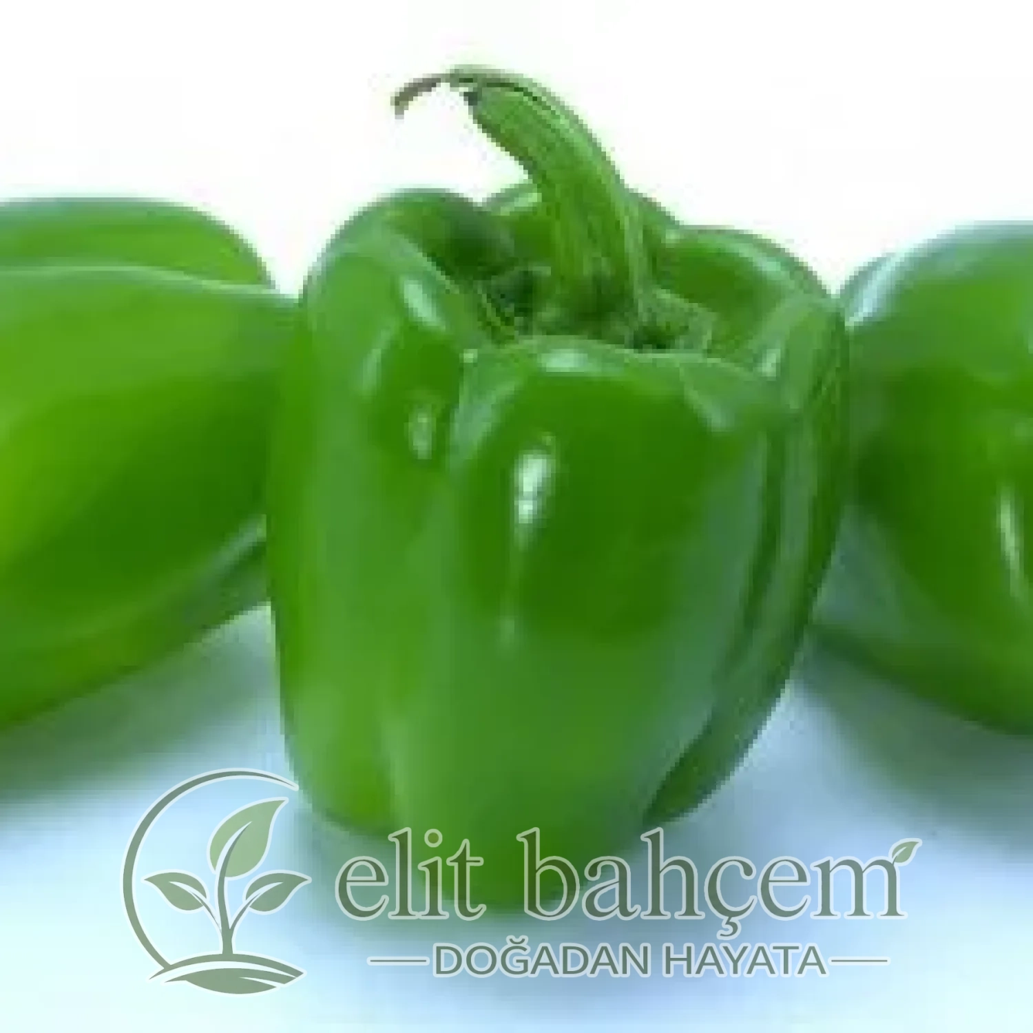 Dolma Biber Tohumu