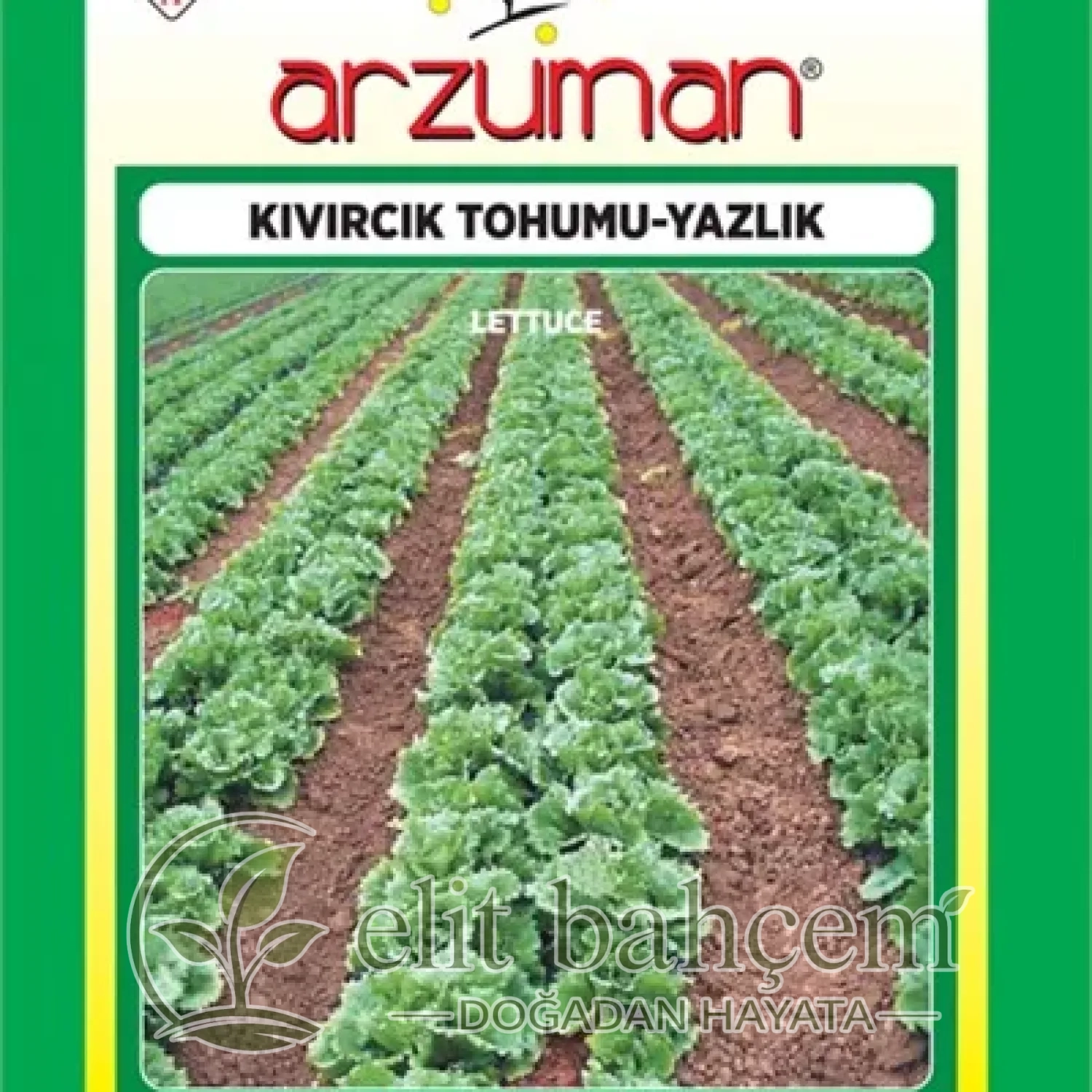 Kıvırcık Marul Tohumu
