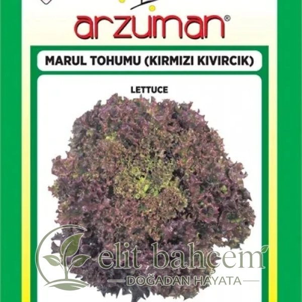 Kırmızı Kıvırcık Marul Tohumu