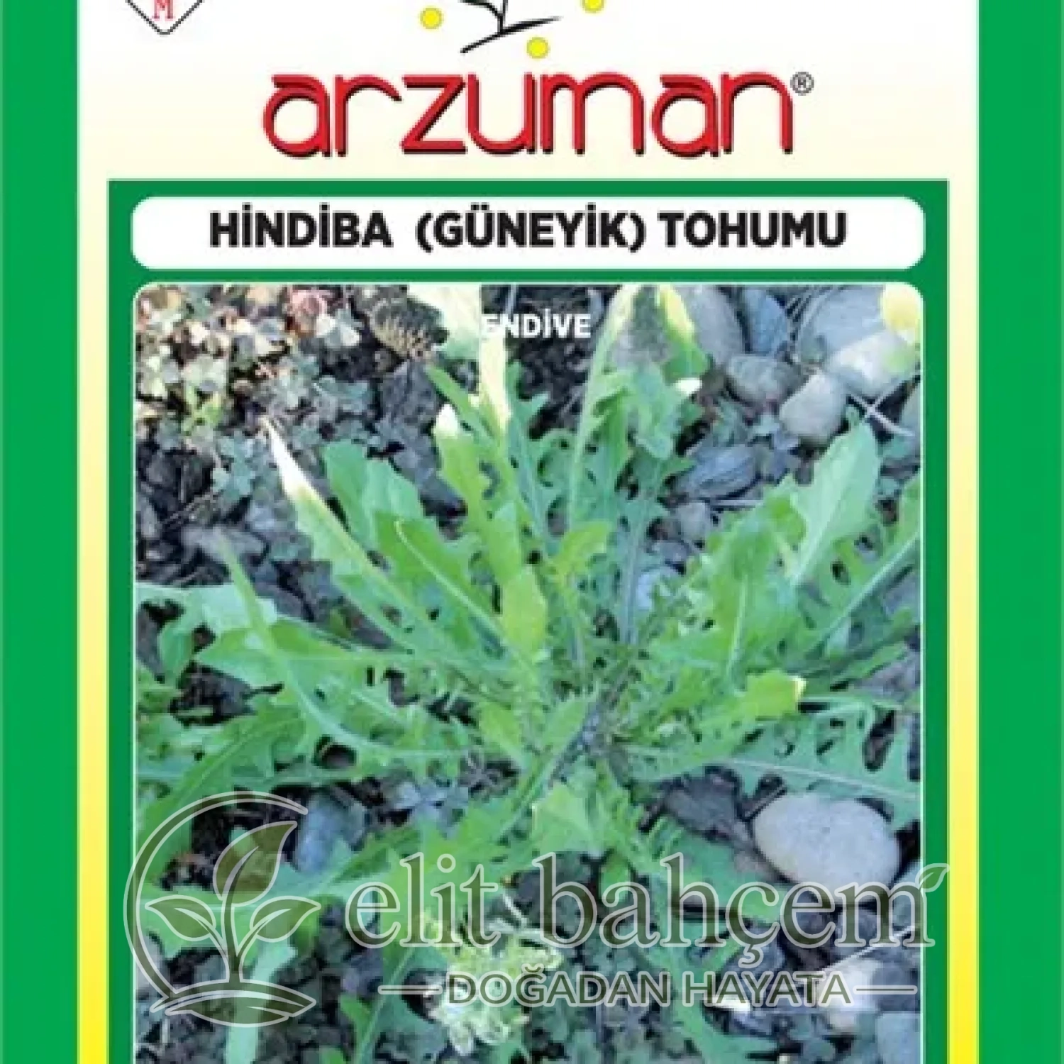 Hindiba Güneyik Tohumu