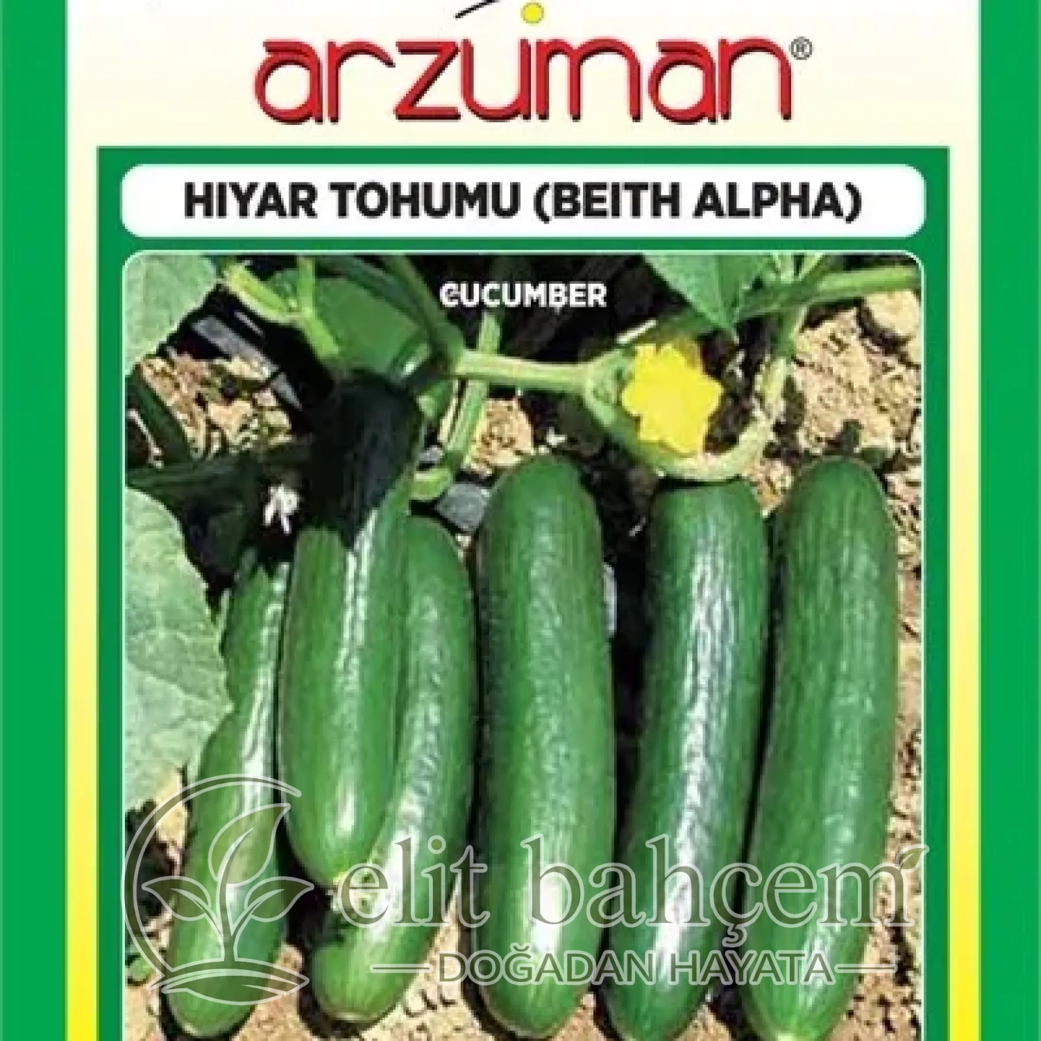 Oturak Hıyar Tohumu