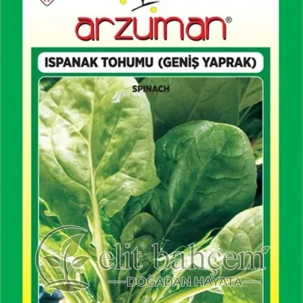 Ispanak Tohumu