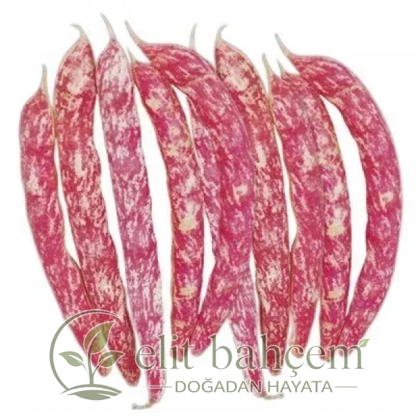 Oturak Barbunya Tohumu