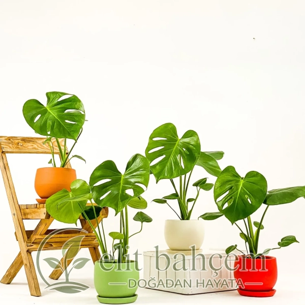 Deve Tabanı (Monstera Deliciosa) Curvy