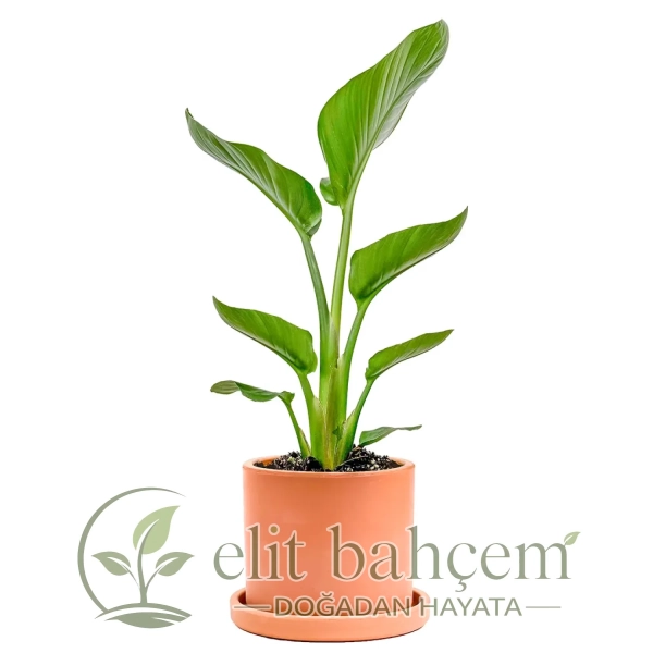 Starliçe Mini (Strelitzia Nicolai) Ruby
