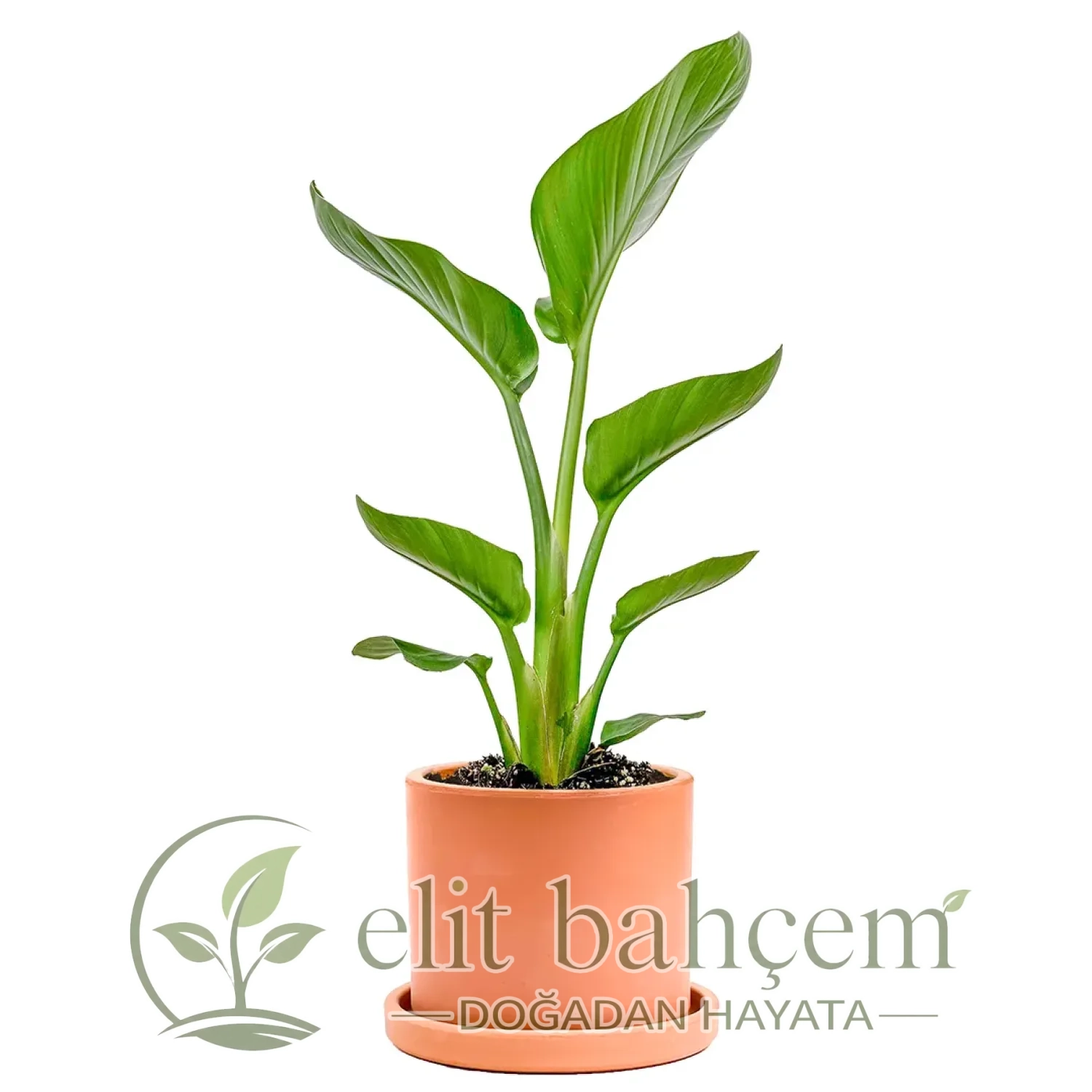 Starliçe Mini (Strelitzia Nicolai) Ruby