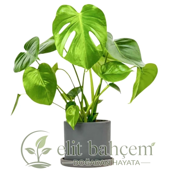 Deve Tabanı (Monstera Deliciosa) Ruby