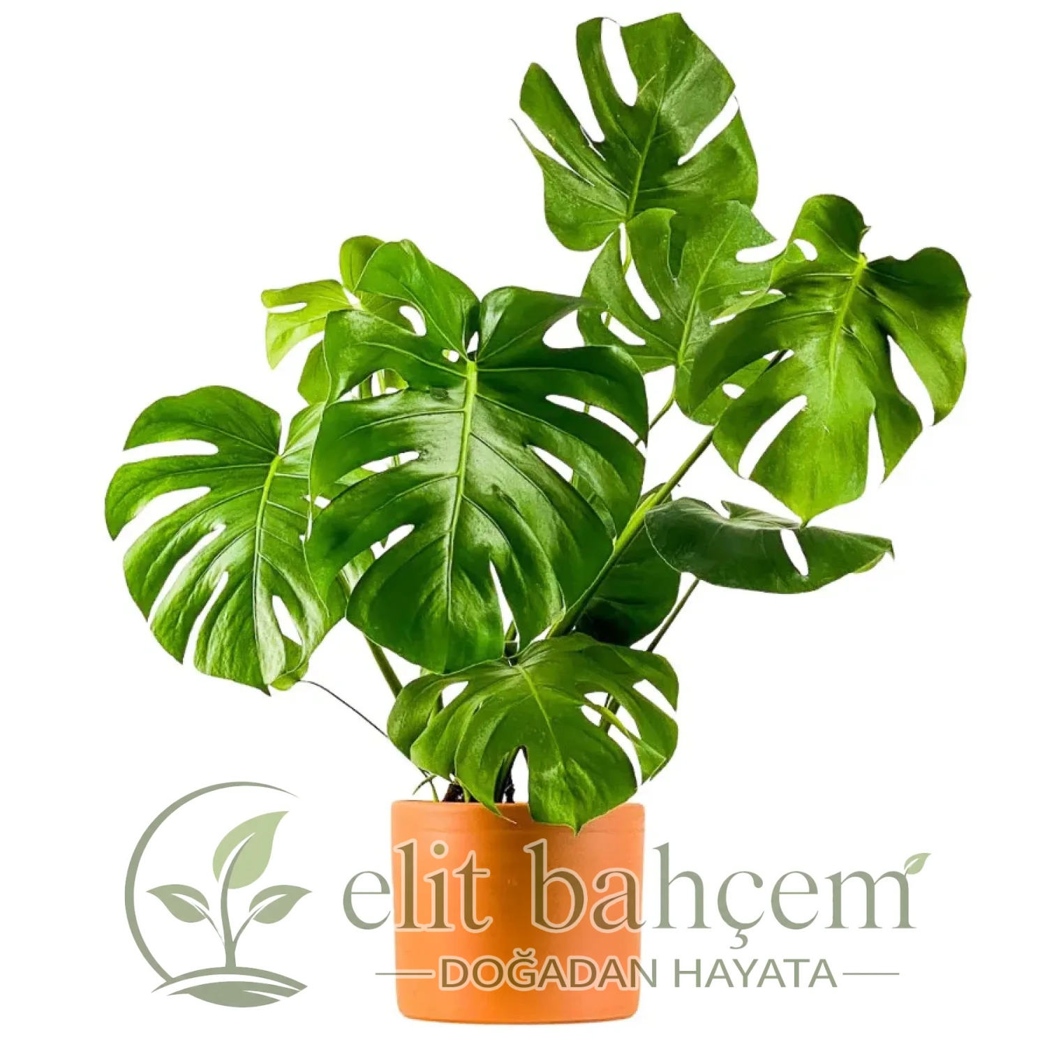 Deve Tabanı Large (Monstera Deliciosa) Ruby