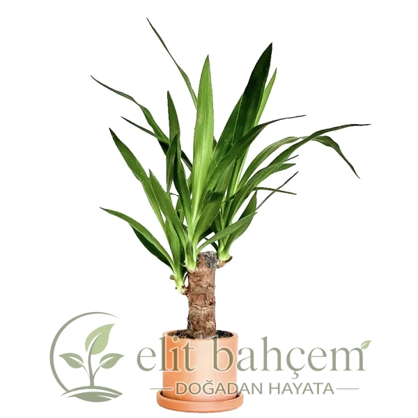 Yuka (Yucca Massengena) Ruby