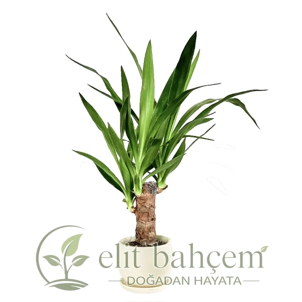 Yuka (Yucca Massengena) Curvy