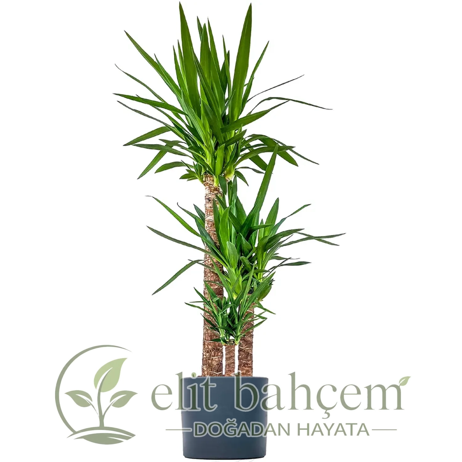 Yuka 3 Gövdeli (Yucca Massengena) Ruby