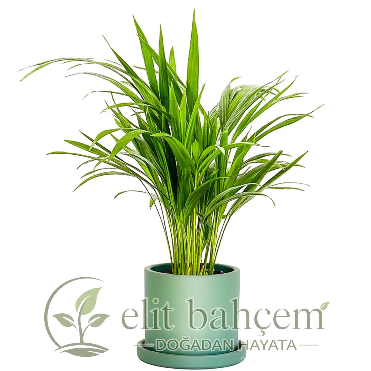 Areka Palmiyesi Mini (Dypsis Lutescens) Ruby