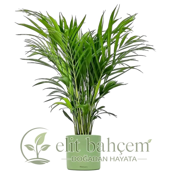 Areka Palmiyesi (Dypsis Lutescens) Ruby