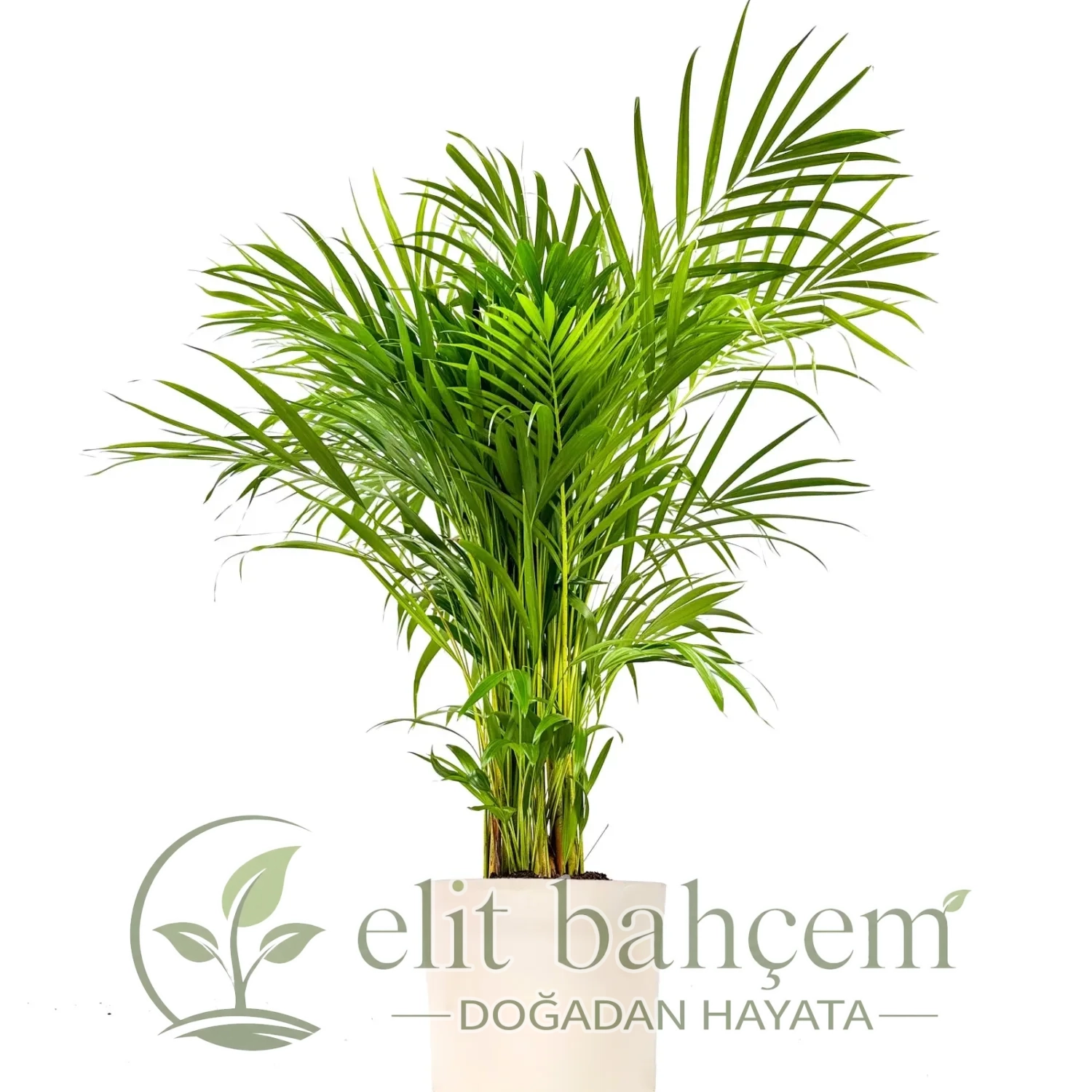 Areka Palmiyesi Large (Dypsis Lutescens) Ruby