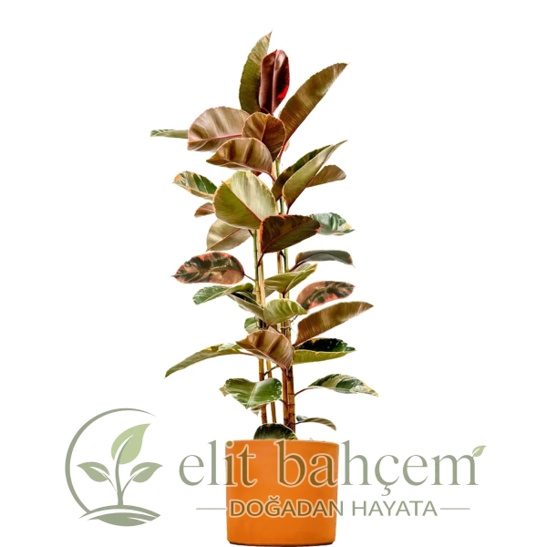 Pembe Alacalı Kauçuk - 2 Gövdeli - XL (Ficus Elastica Belize) Ruby