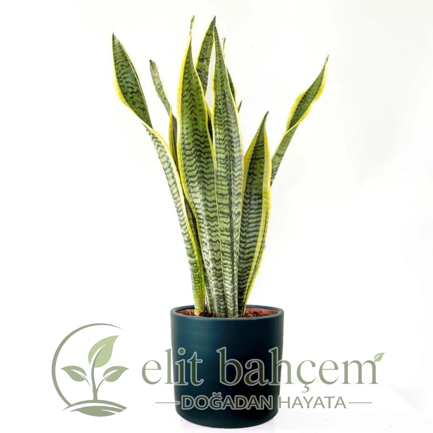 Paşa Kılıcı (Sansevieria Laurentii) Ruby