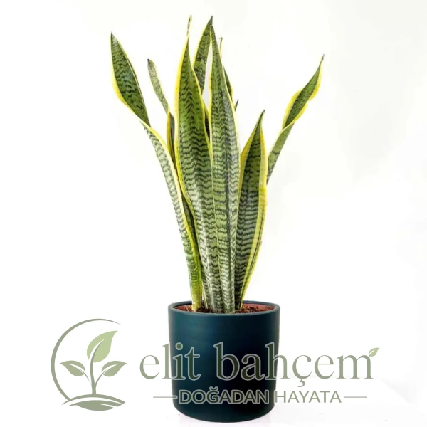 Paşa Kılıcı (Sansevieria Laurentii) Ruby