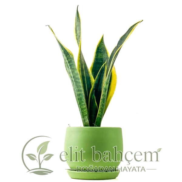 Paşa Kılıcı Mini (Sansevieria Superba) Curvy