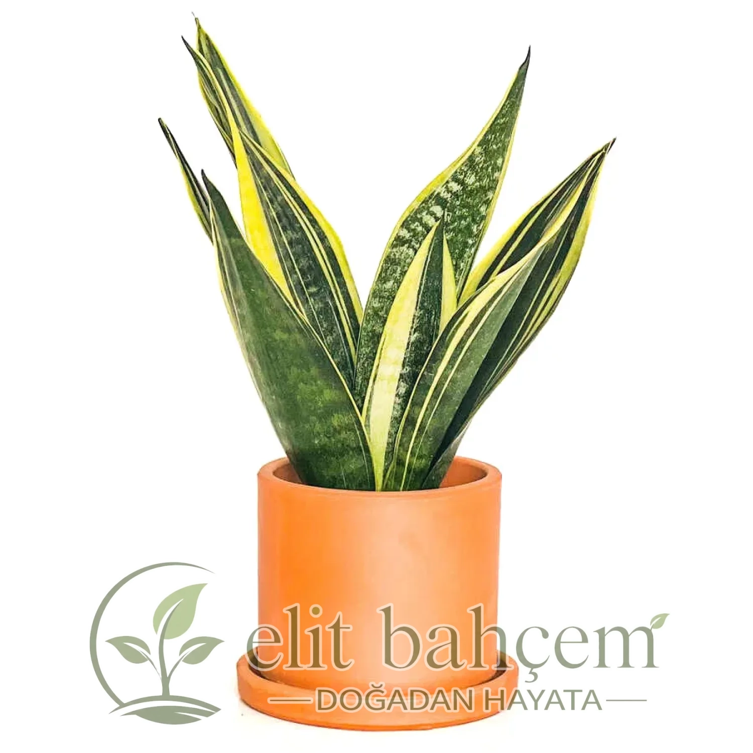 Paşa Kılıcı Mini (Sansevieria Gold Flame) Ruby