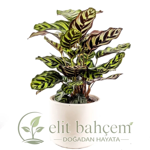 Kalatya (Calathea Makoyana) Ruby