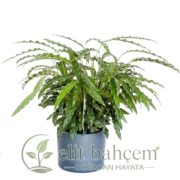 Kalatya (Calathea Rufibarba Green) Ruby
