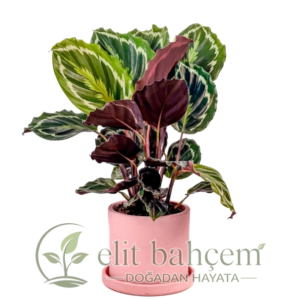 Kalatya Madalyon (Calathea Medallion) Ruby