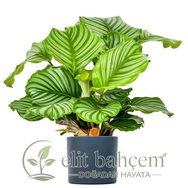 Kalatya (Calathea Orbifolia) Ruby